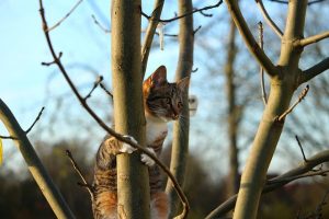 les chats adorent grimper aux arbres