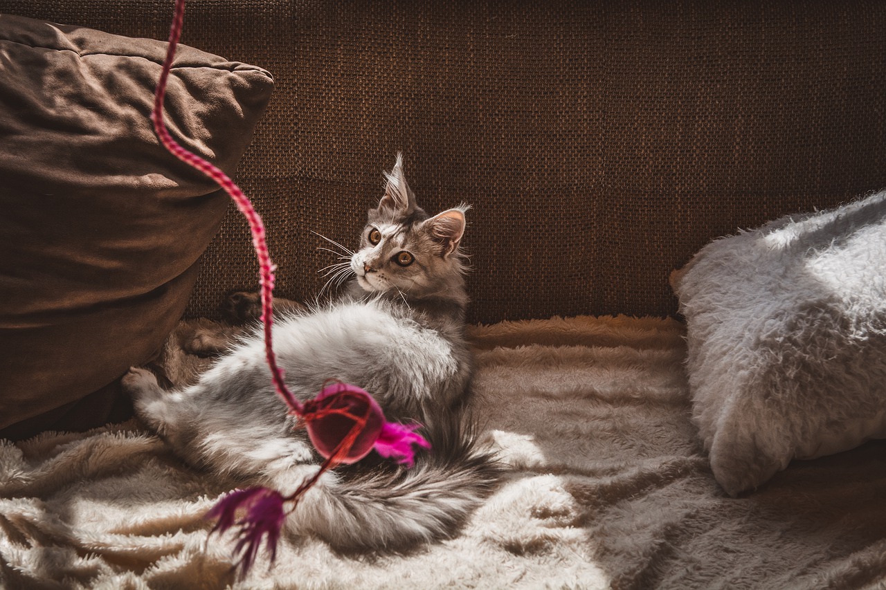 Les différentes races de chats adaptées à la vie en appartement