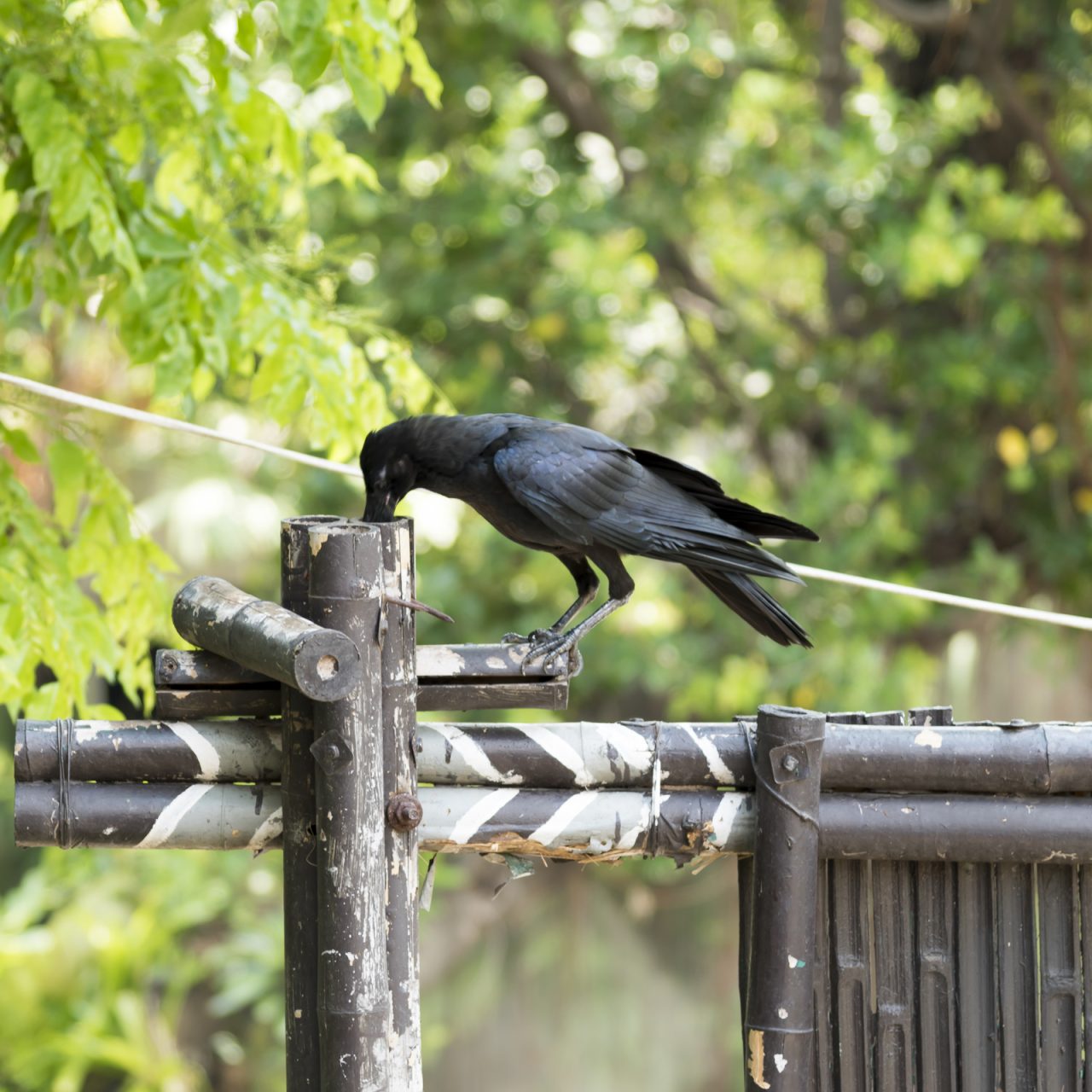 Éloigner les oiseaux de votre verger : astuces d’effaroucheurs efficaces
