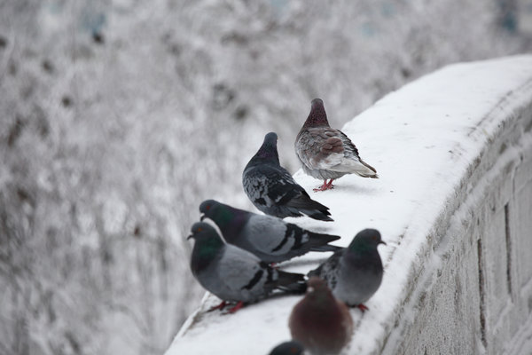 groupe de pigeons