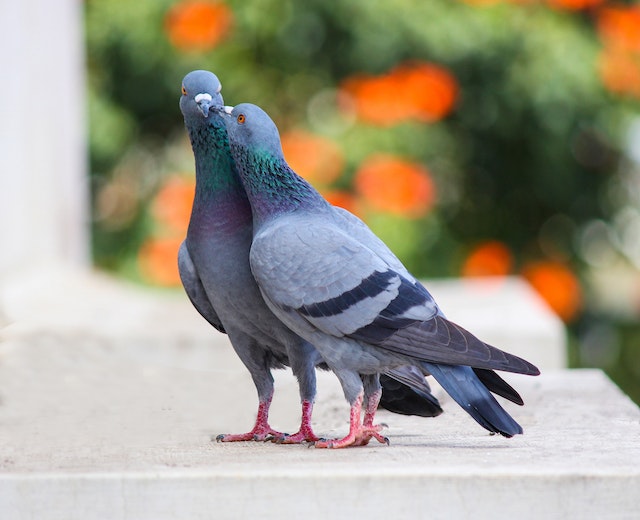 couple de pigeons