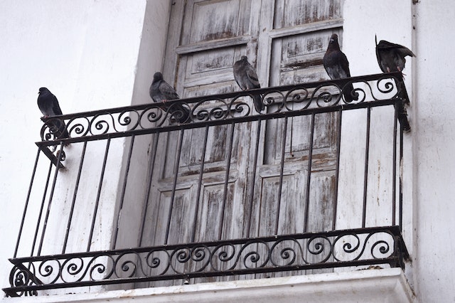 des pigeons sur une barre en fer