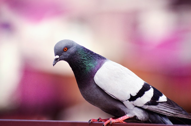 pigeon gris et blanc
