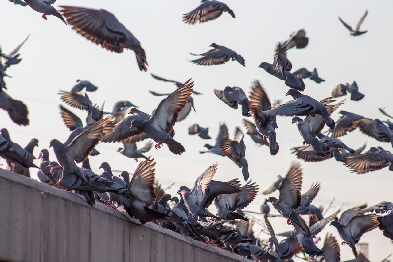 troupeau de pigeons