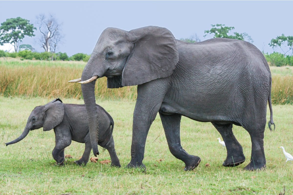 Intelligence des éléphants : Étude de leurs capacités cognitives et de leur comportement social