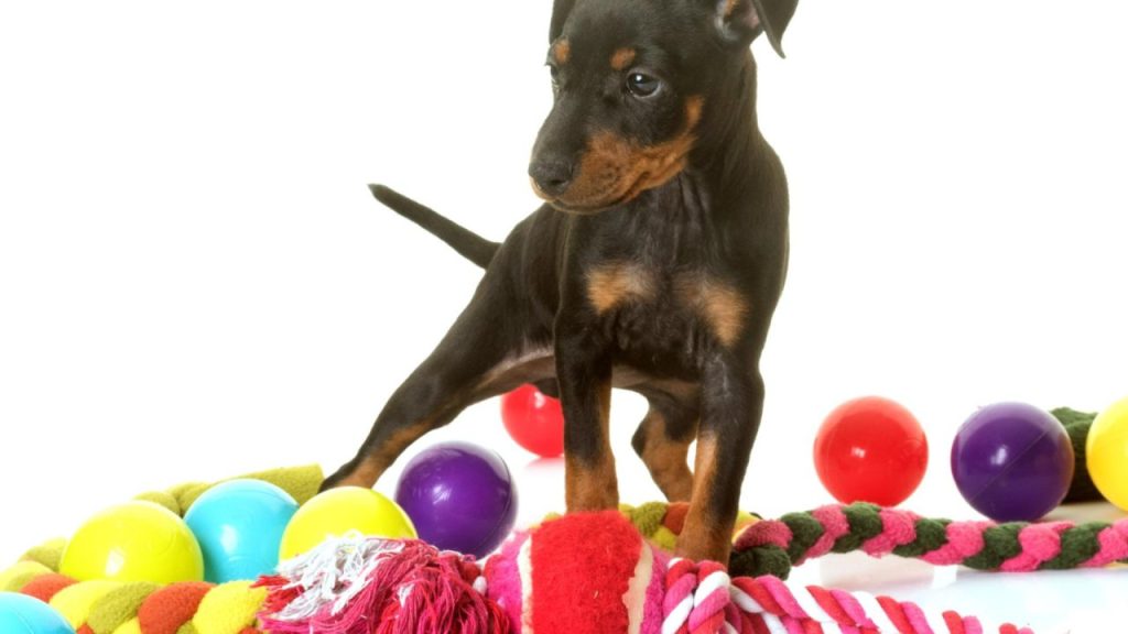 Gâtez votre chien avec des accessoires tendance et plein de style