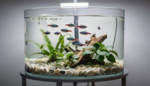découvrez combien de néons vous pouvez installer dans un aquarium de 20 litres pour assurer un habitat sain et équilibré à vos poissons.