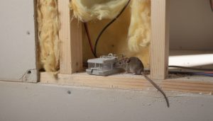 découvrez des méthodes efficaces et sécurisées pour éliminer les souris dans les cloisons, protéger votre maison et retrouver un environnement sain.