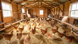Des poules pondeuses évoluent dans un bâtiment lumineux sans cages, sur une litière de paille, avec des perchoirs et des pondoirs.