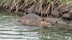 Ragondin adulte nageant au bord d’un canal français, devant une berge érodée et des roseaux partiellement coupés.